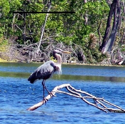 Great Blue on a branch