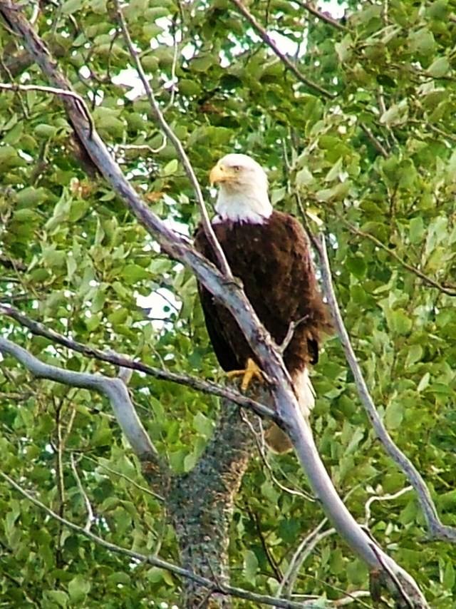 Eagle in the trees
