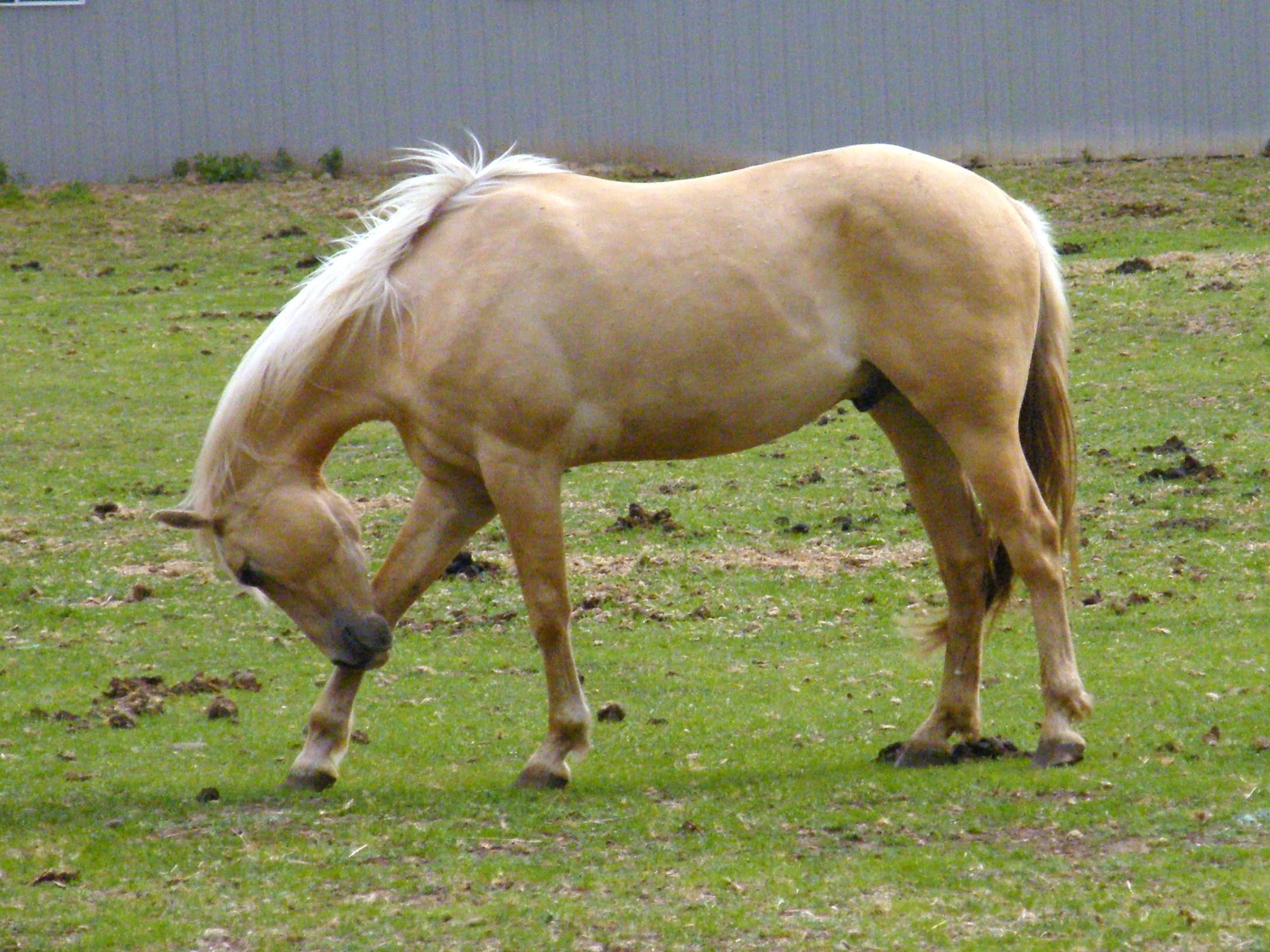 Itchy nose