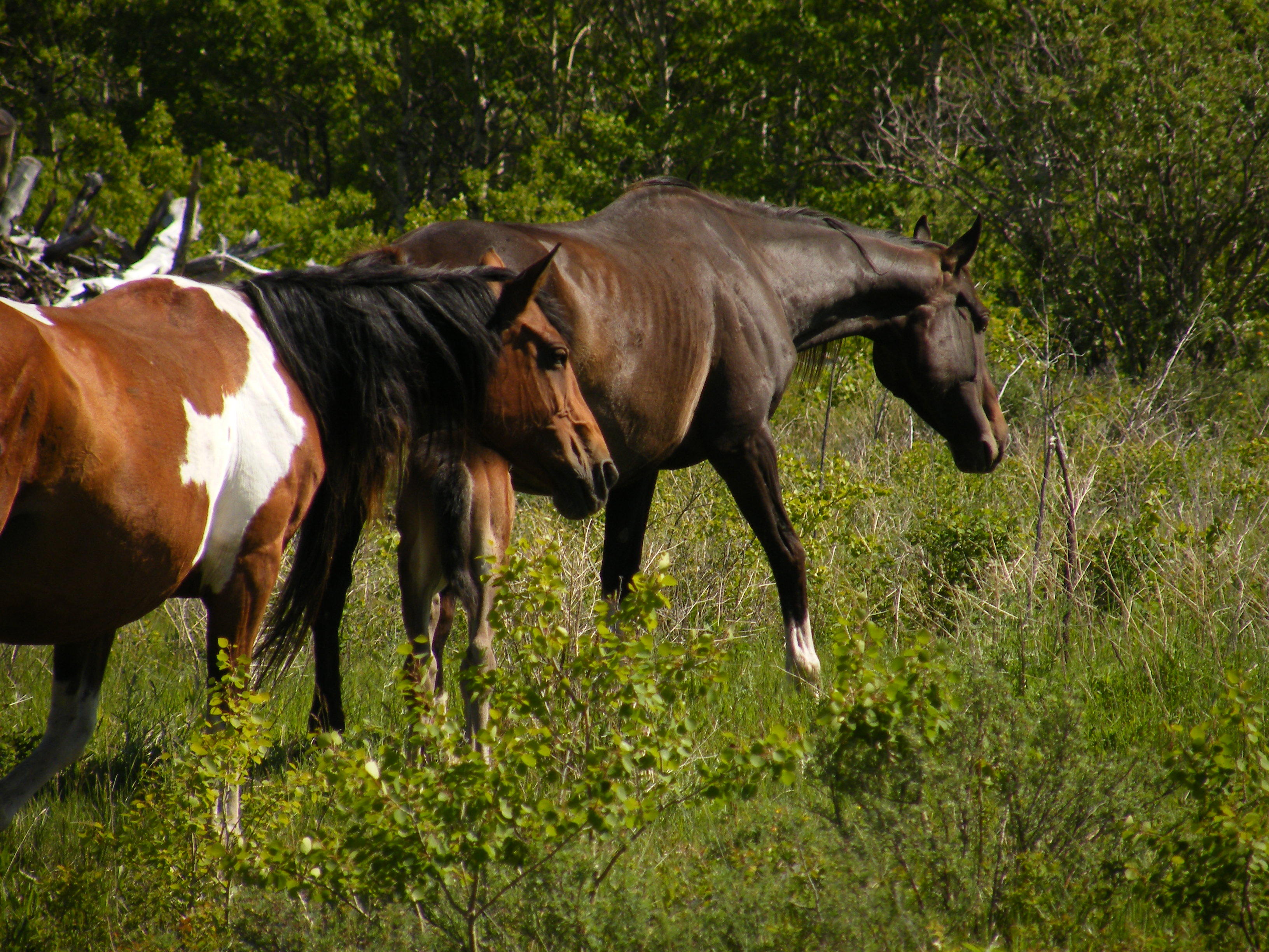 Montanas Wild Horses