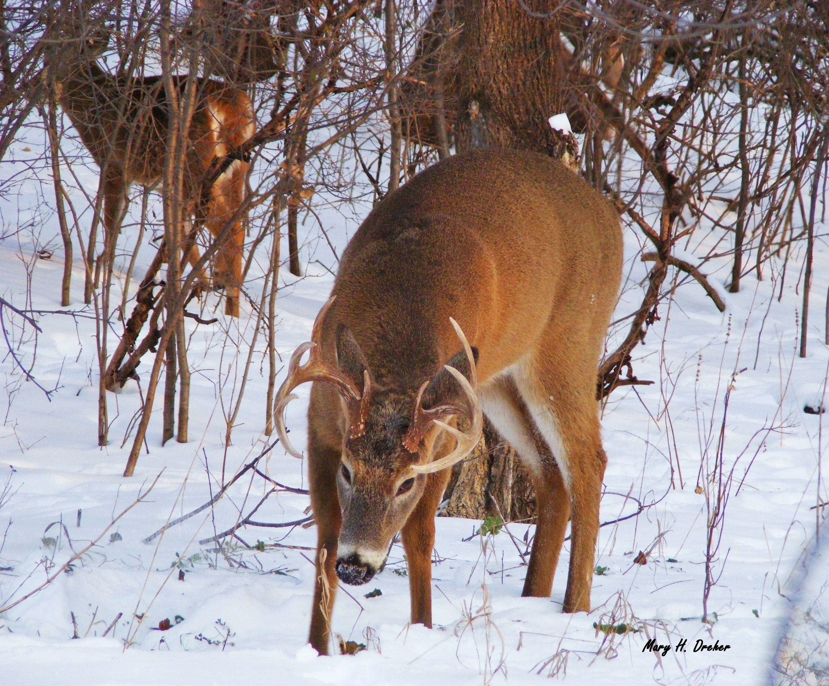 Foraging