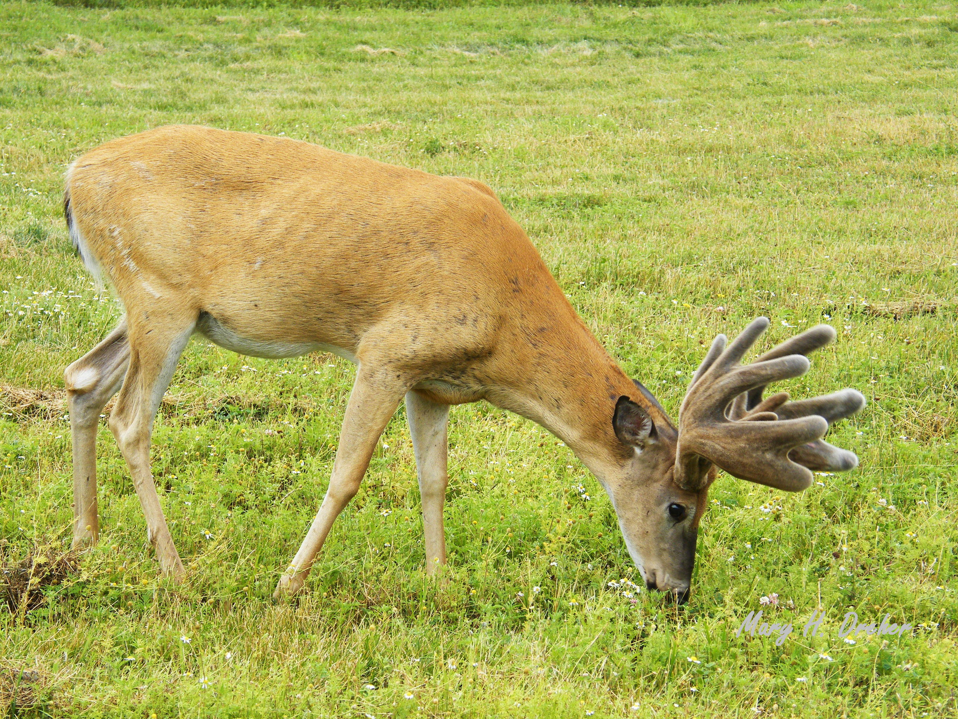 Even the Big Ones need to Eat