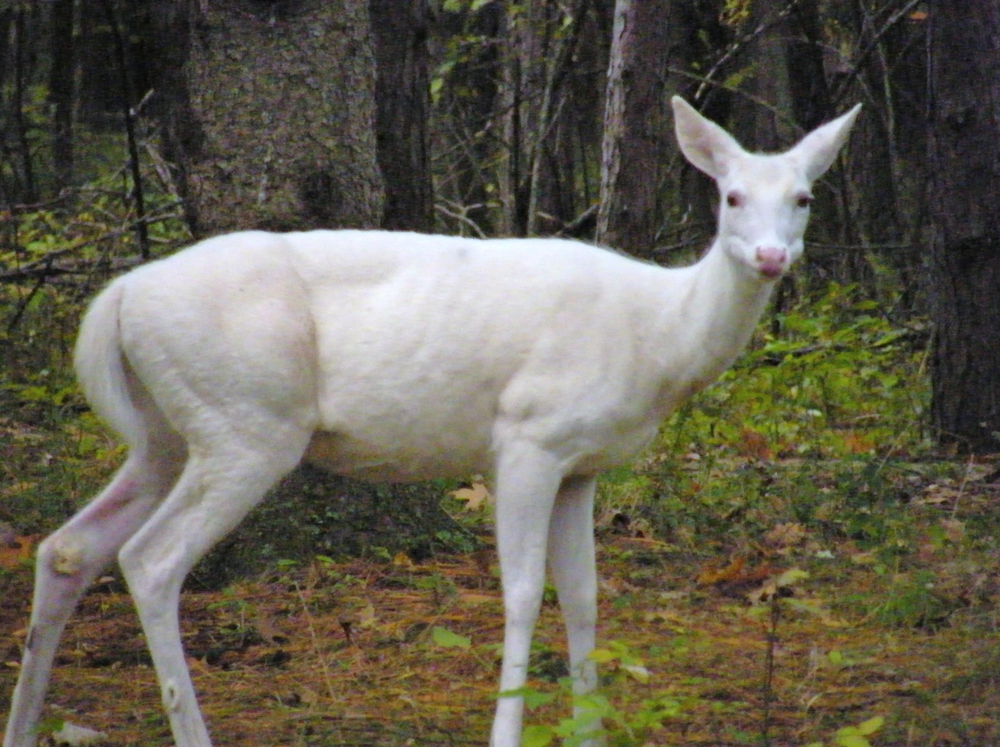 Young white deer