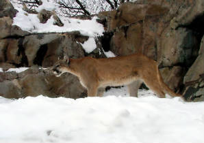 Cougar in the snow