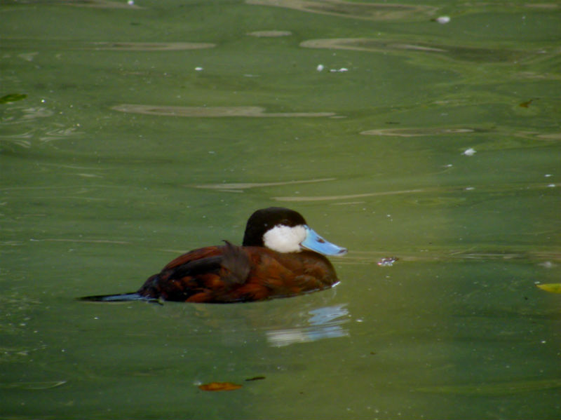 Ruddy duck