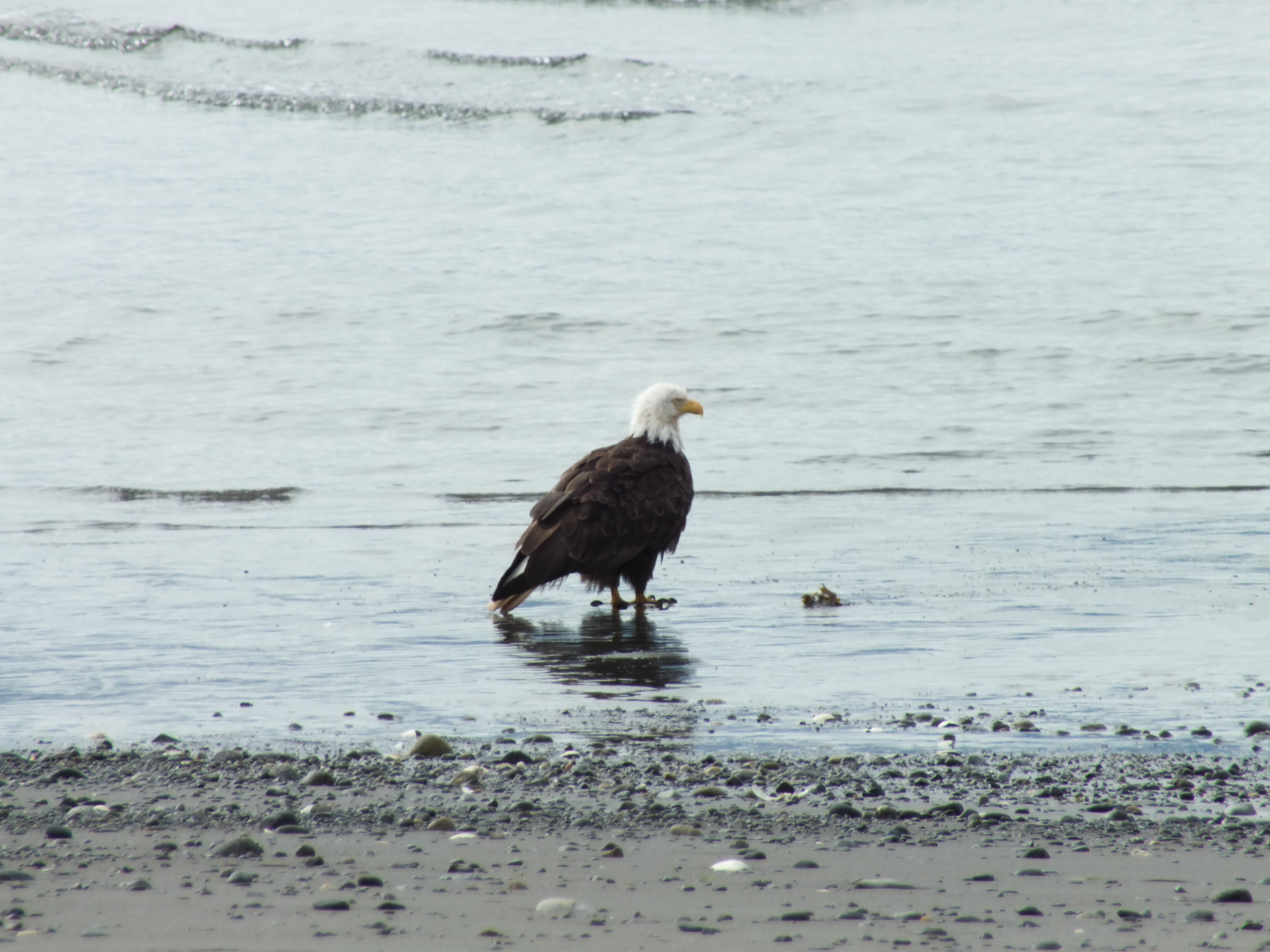 2012 Eagle sitting on shore in Homer