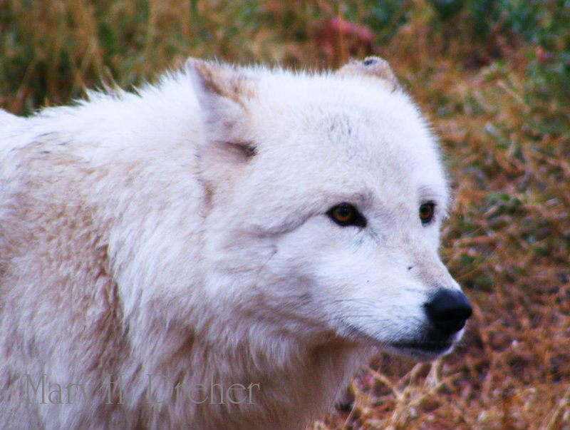 Artic Wolf