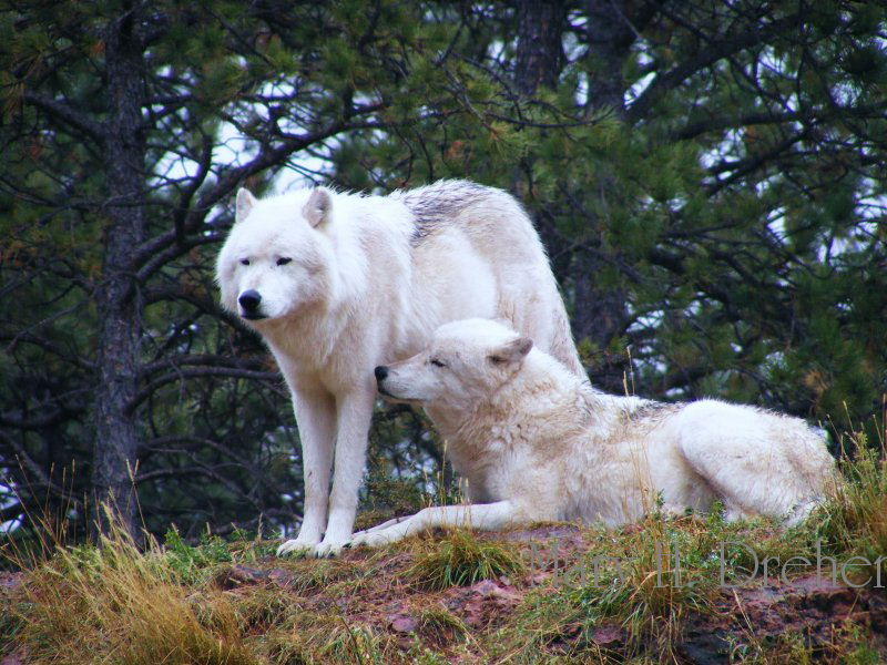 Alpha Pair