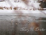 Ducks