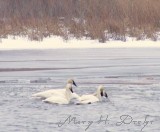 Swans