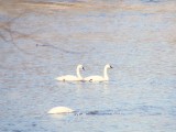 A quiet swim