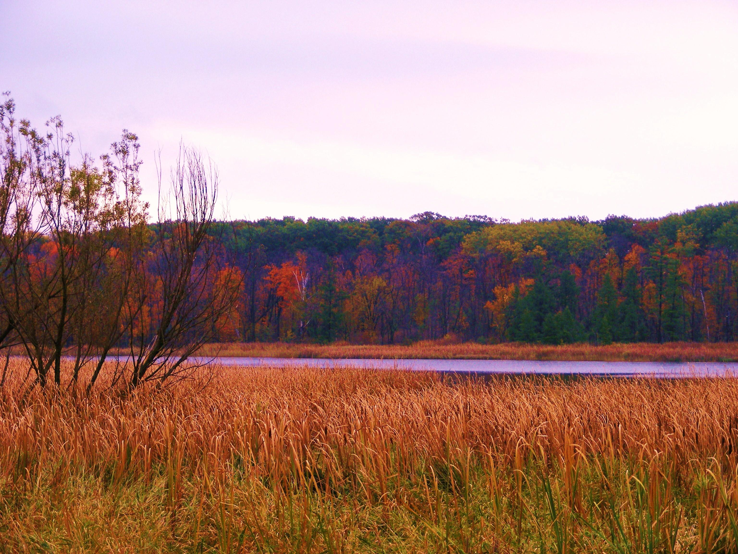 Fall Colors