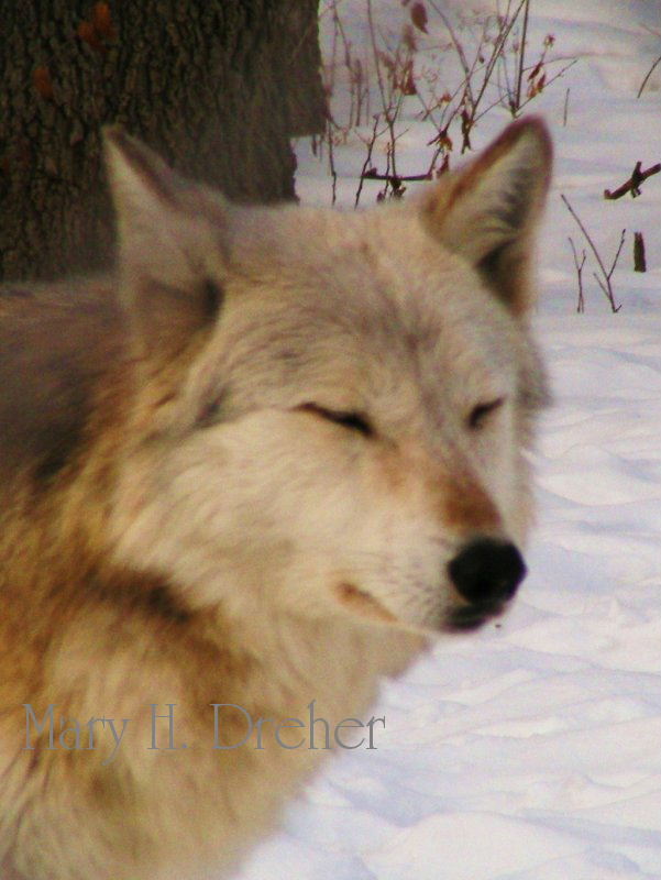 Sleepy Wolf