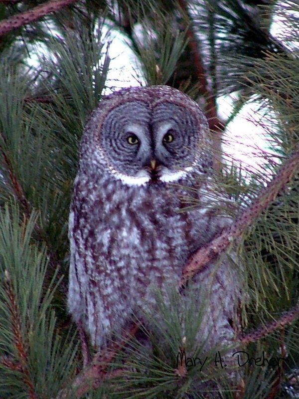 Great Grey Owls 009.jpg