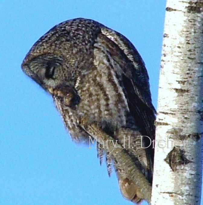 Great Grey Owls 011.jpg