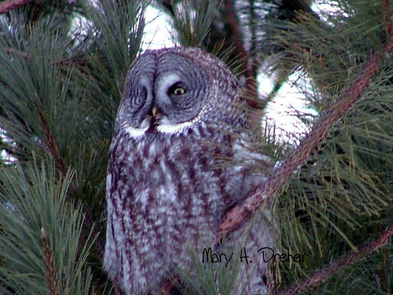 Great Grey Owls 015.jpg