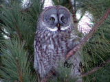 Great Grey Owls 066.jpg