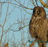 Great Grey Owls 123.jpg