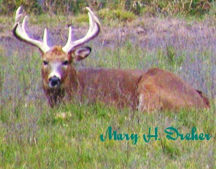 Resting Buck