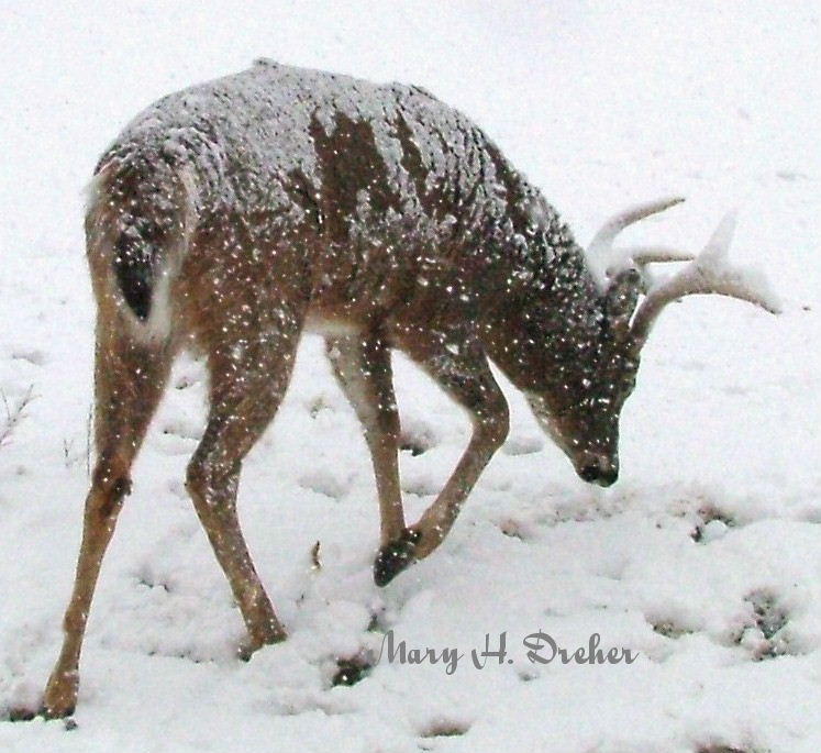 Snow Buck
