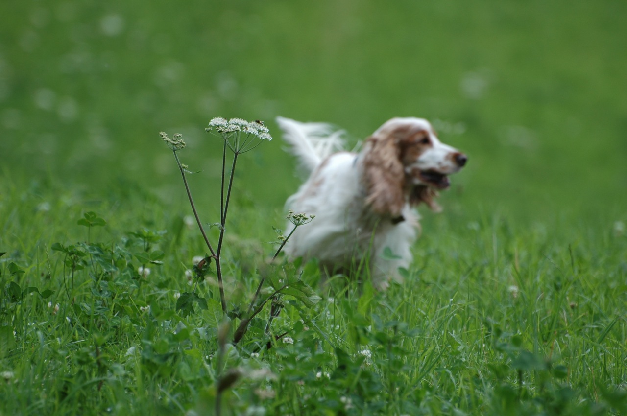 Holly in Action