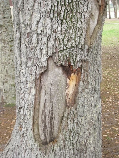 OAK TREE
