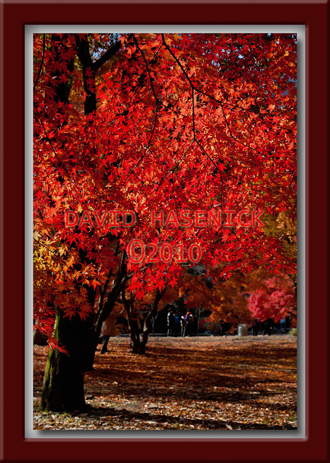 Fiery Red Meadow