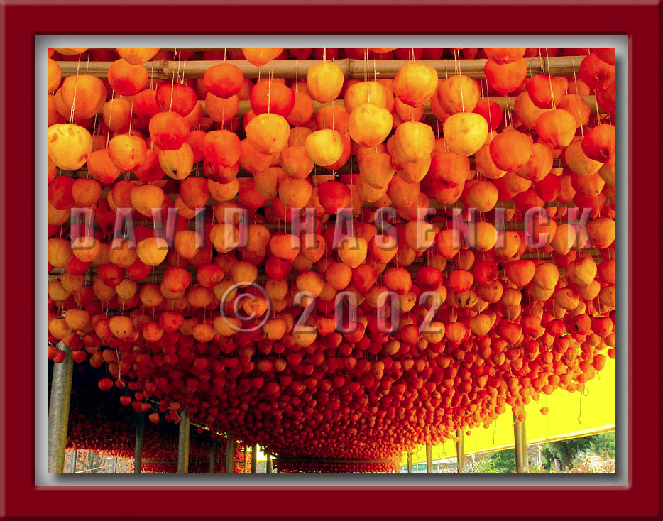 Drying Persimmons