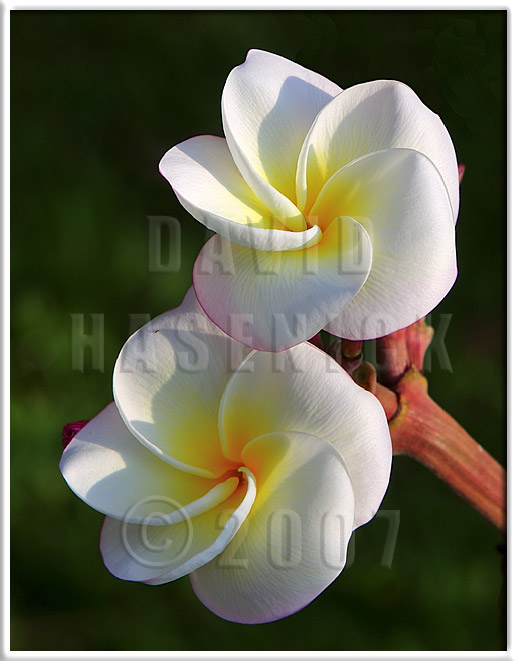 Plumeria Blossoms