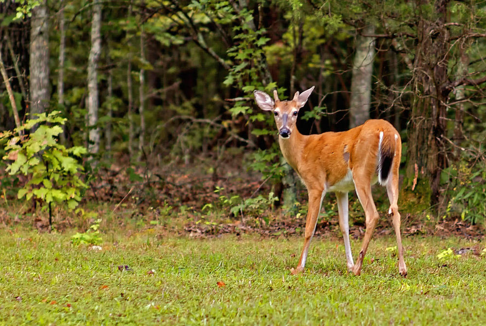 Youngster