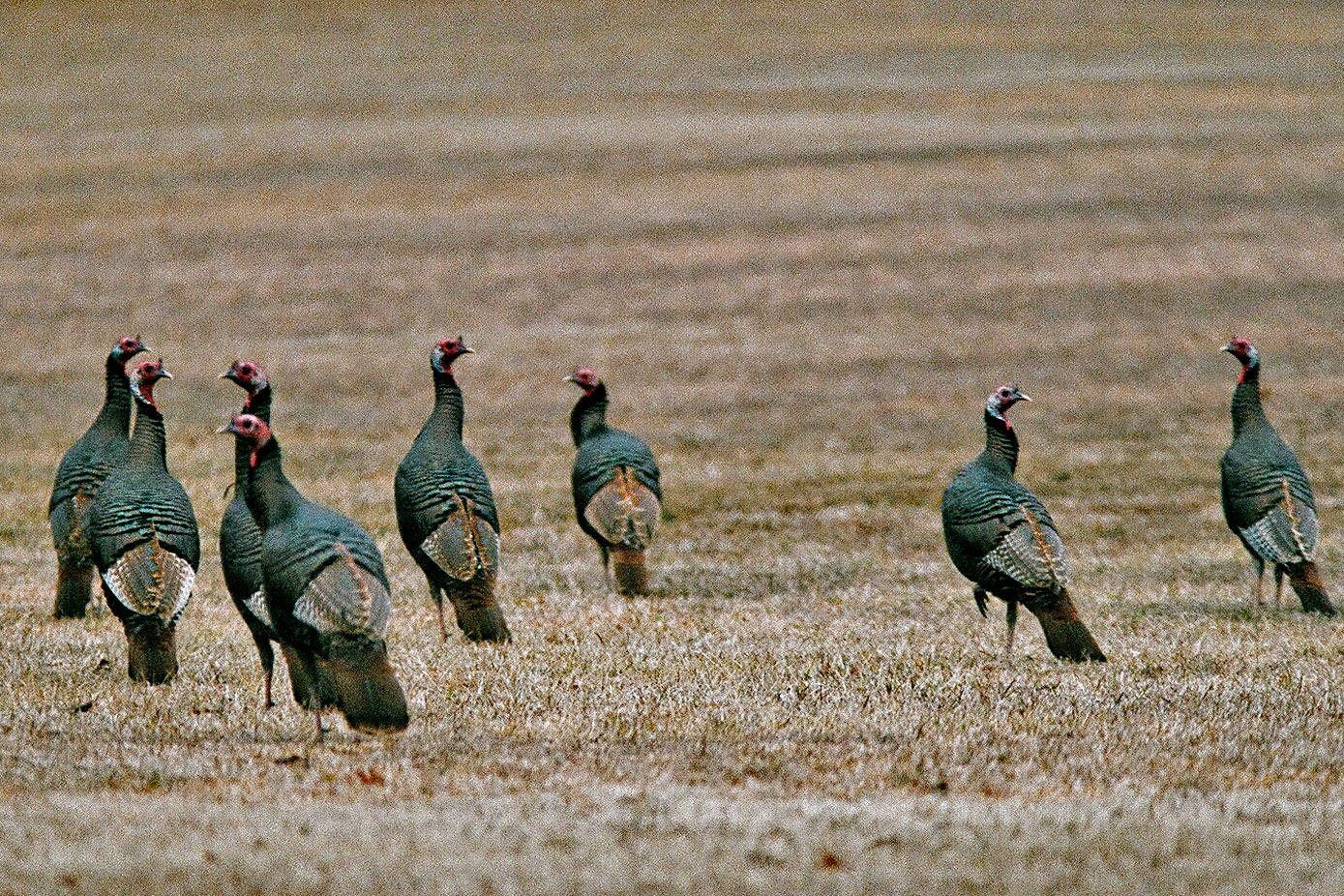 Winter Flock