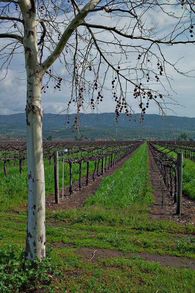 Vines at Trefethen