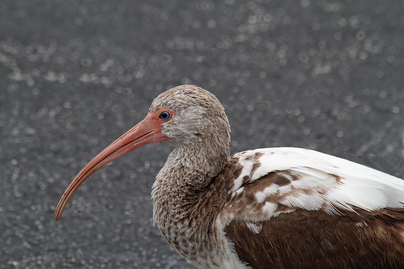 White Ibis, juv.