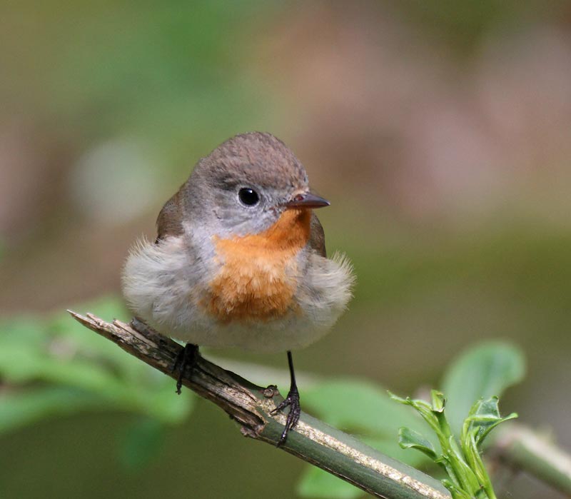 Red-breasted Flycatcher, adult male