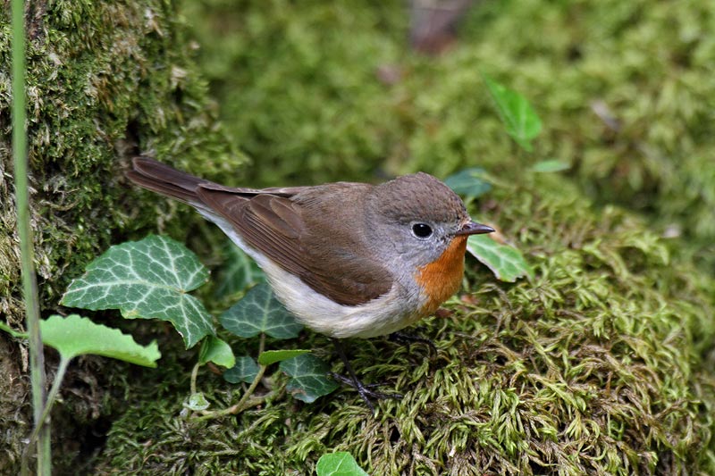 Red-breasted Flycatcher, adult male