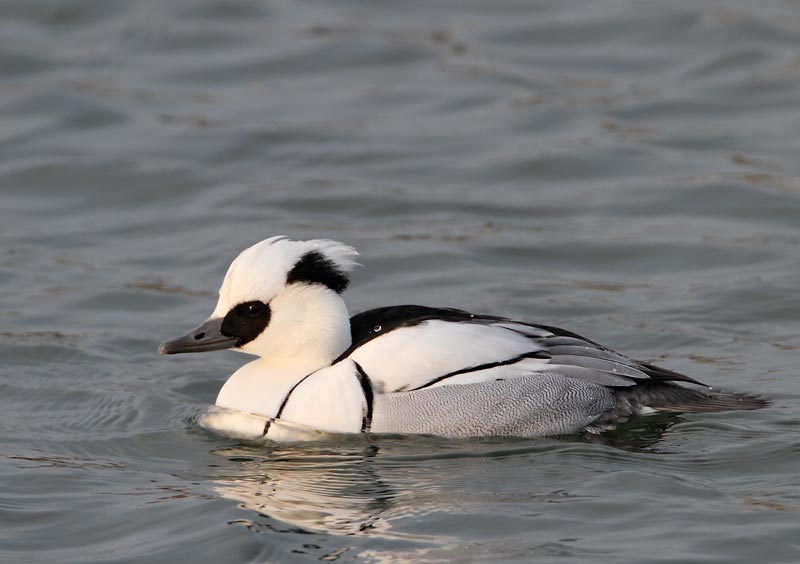 Smew, ad. male