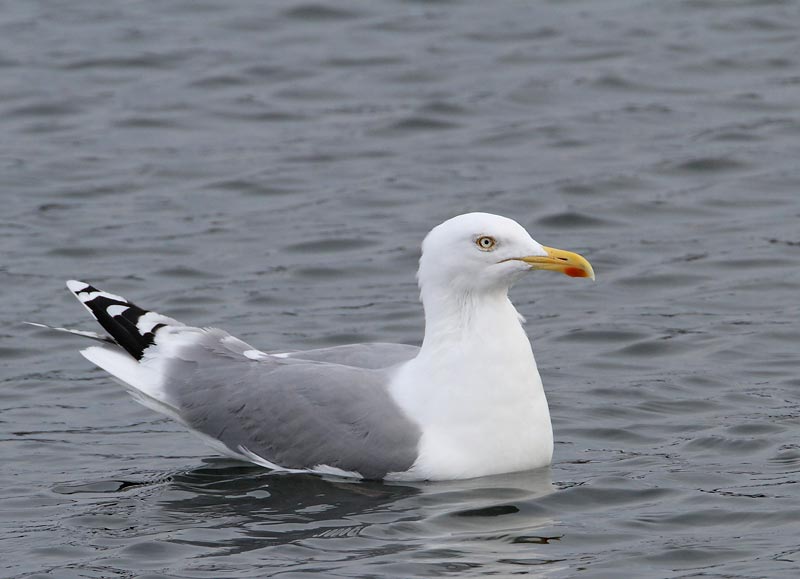 Herring Gull, ad.