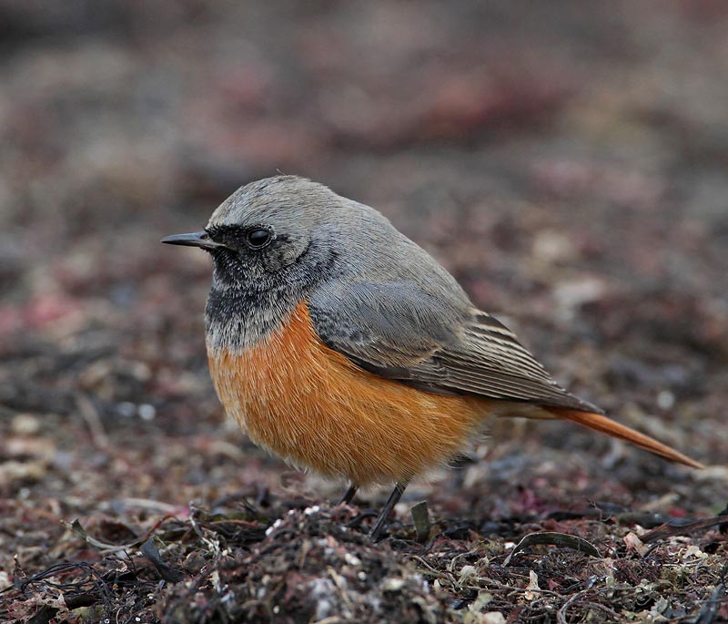 Black Redstart, phoenicuroides