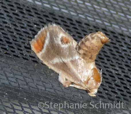 Apoda biguttata - Shagreened Slug Moth #4669