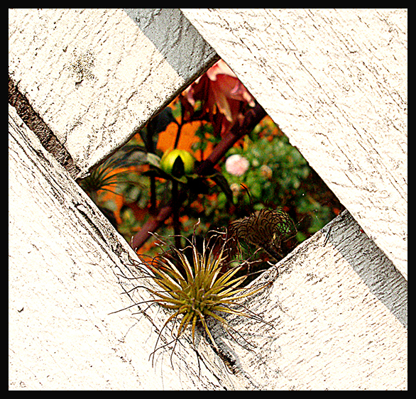 secret garden.jpg