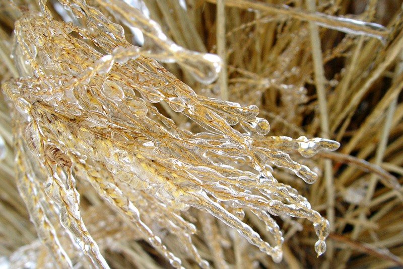 Frozen Grass