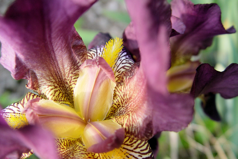 iris3.jpg