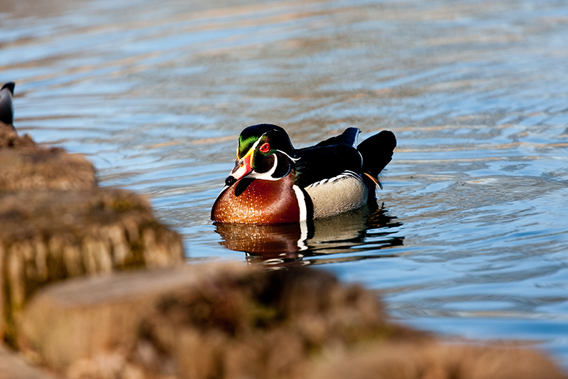 wood duck.