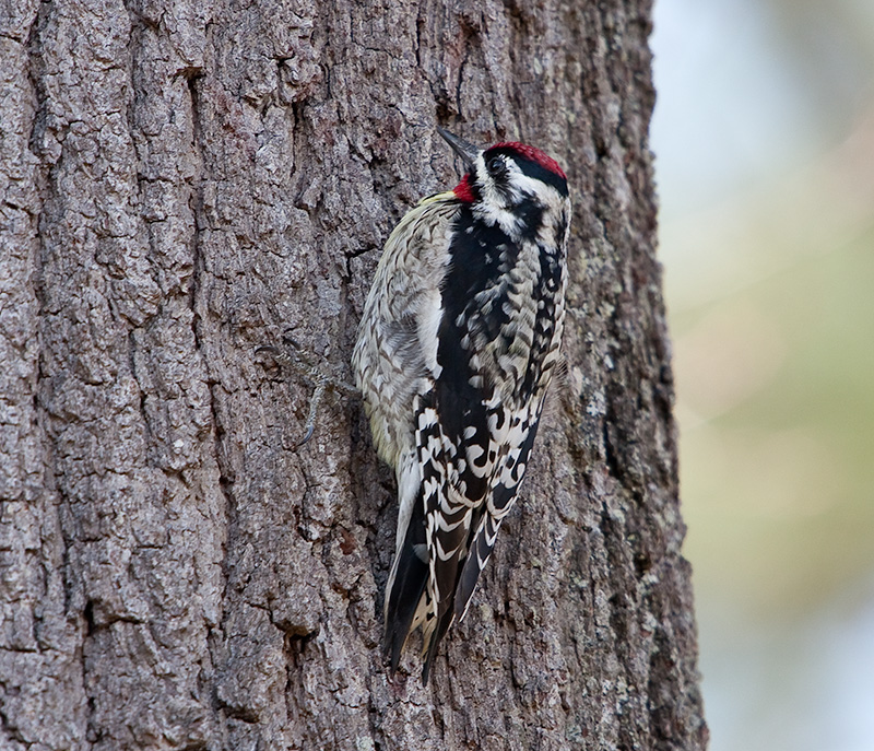 Yellow-bellied Sapsucker