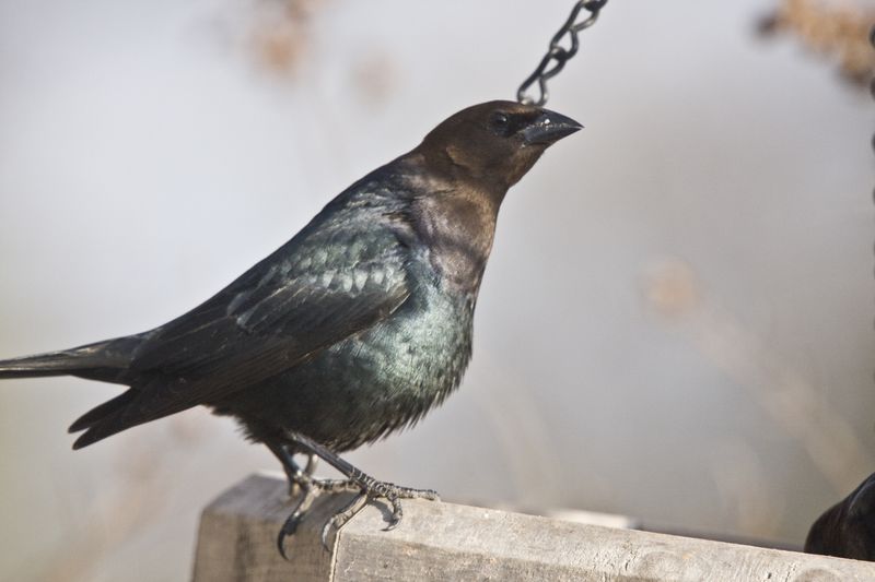 Male Cowbird