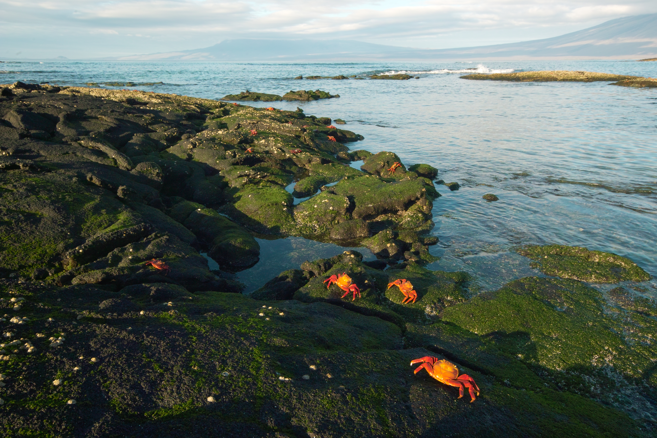 Galapagos-SDIM9317.jpg