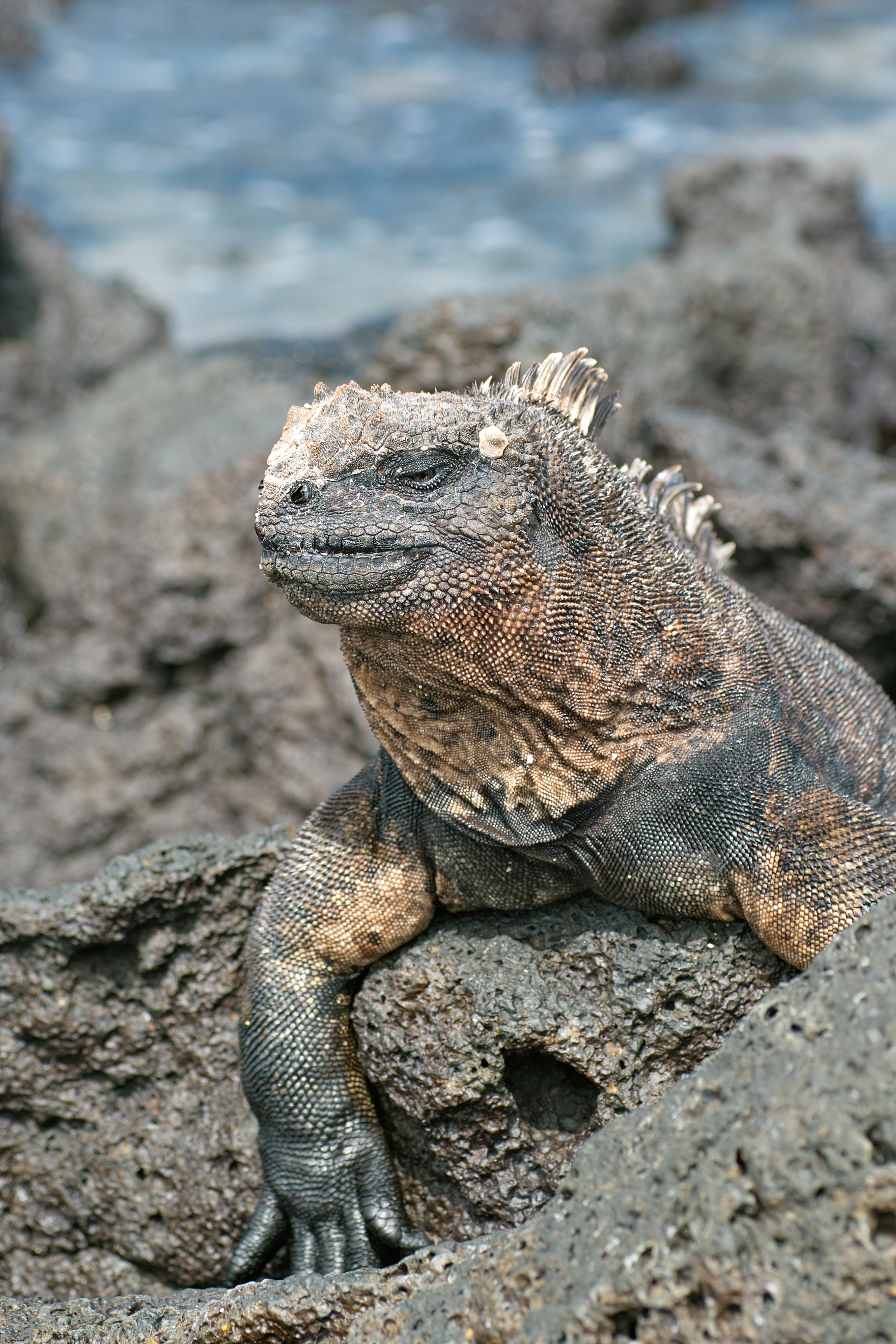 Galapagos-SDIM9592.jpg