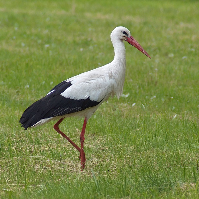 Stork on the grass