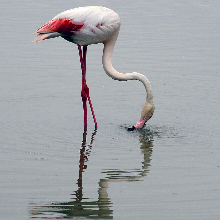 Flamingo at the Camargue in France