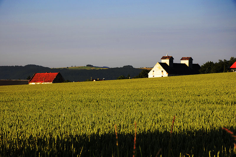 early morning near Radnavice